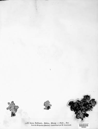 Sticta canariensis image